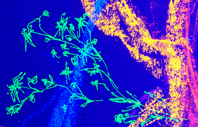 LICHTWELTEN.