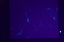 dn-0012-5451-b