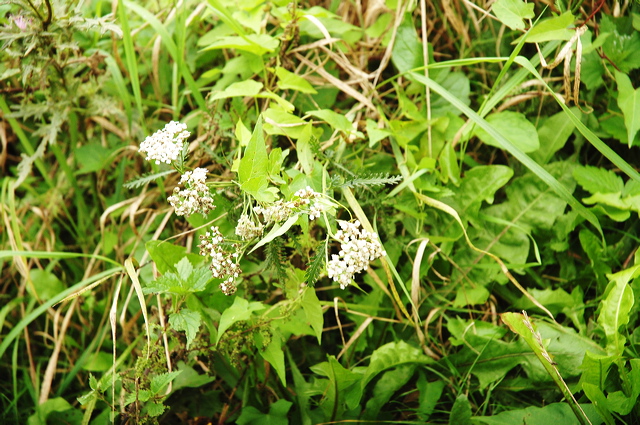 dn-0013-6339.jpg