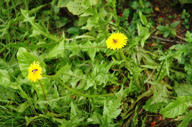 dn-0013-6370.jpg