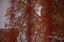 dn-0009-7269