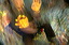 dn-0009-7967